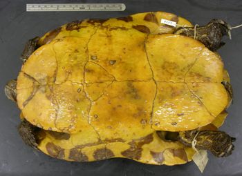 Media type: image; Herpetology R-16778